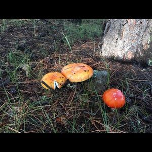 Meet your Posher, Dennis